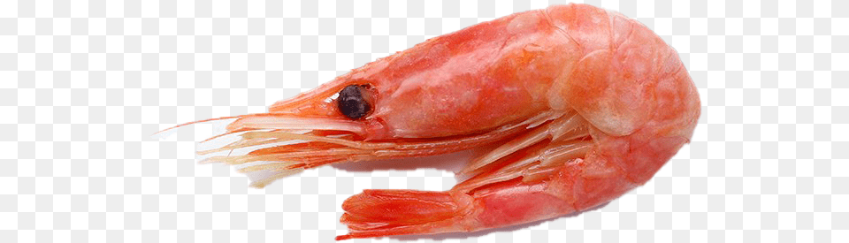 Shrimp Caridean Shrimp, Animal, Food, Invertebrate, Sea Life Png Image