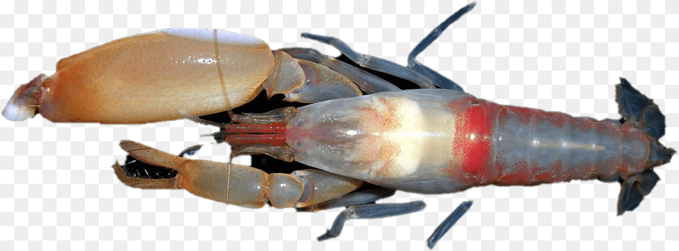 Shrimp Homarus Gammarus, Food, Seafood, Animal, Sea Life Png Image