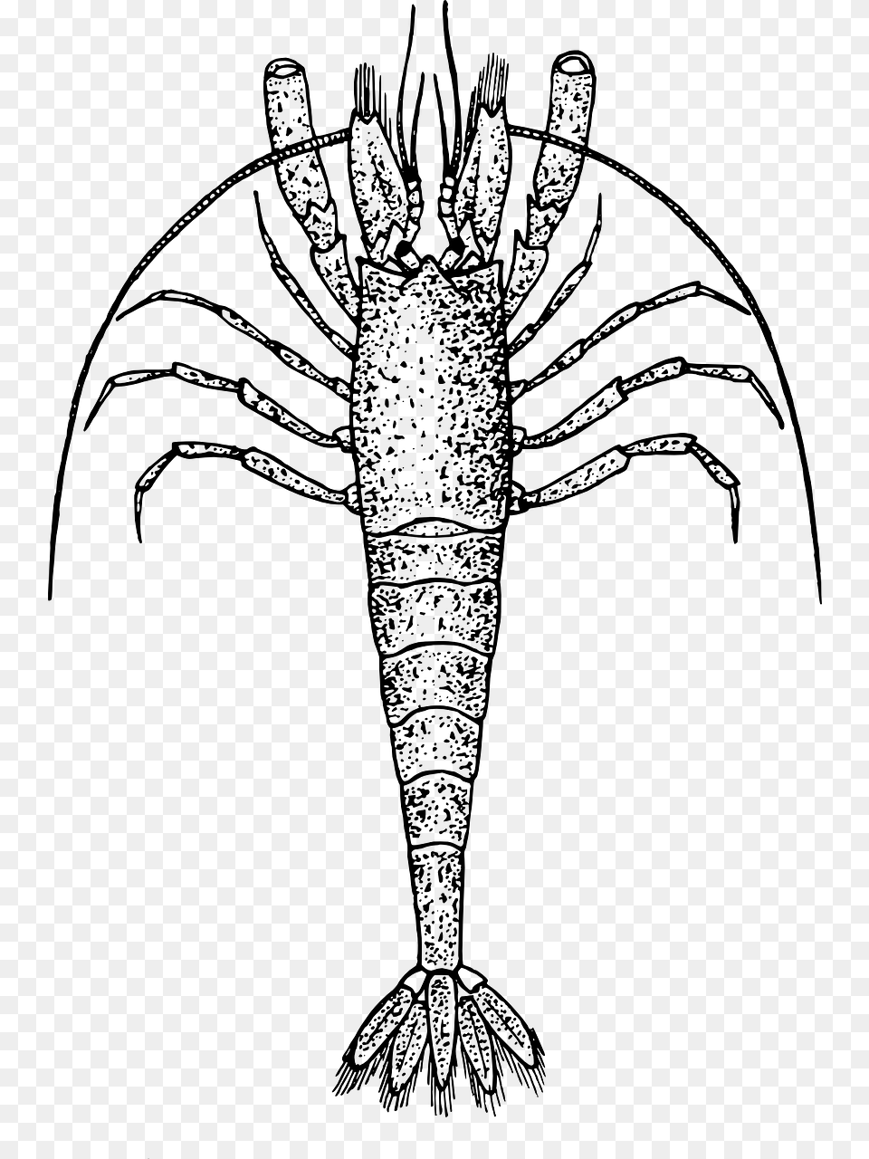 Shrimp Images 416 X Zooplankton Black And White, Gray Png Image