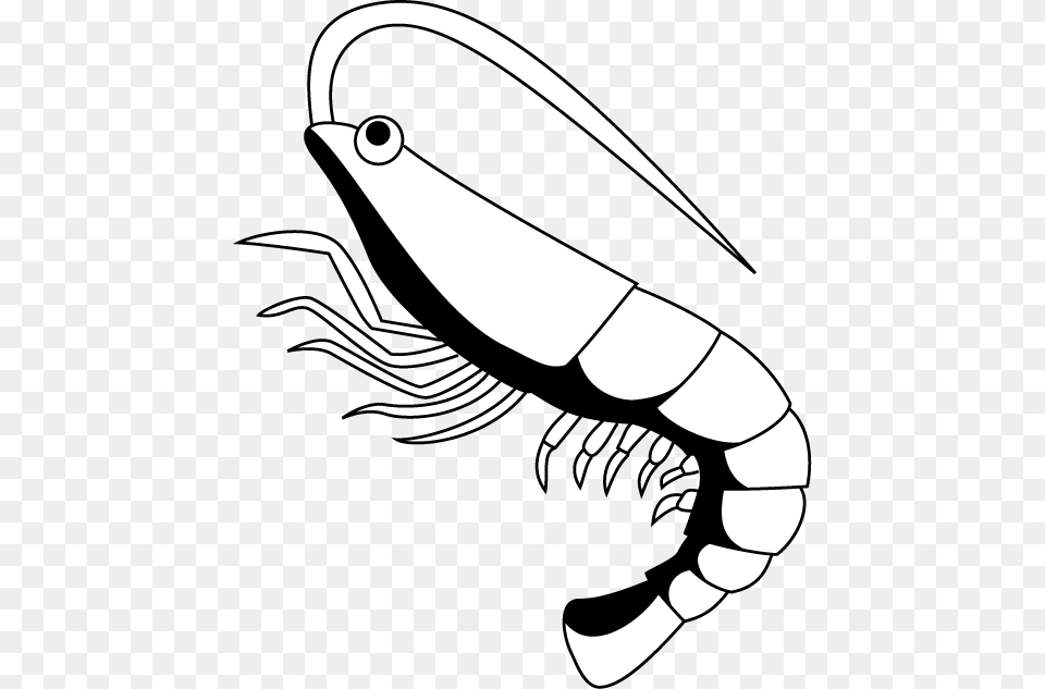 Shrimp Related Keywords Download Clipart Shrimp Black And White, Aquatic, Water, Bow, Weapon Free Png