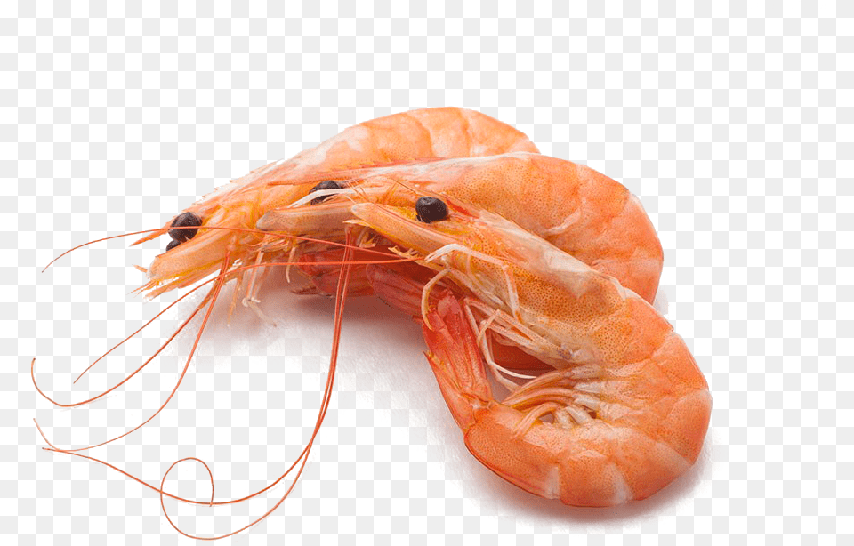 Shrimp Shrimps, Animal, Food, Invertebrate, Sea Life Free Png Download