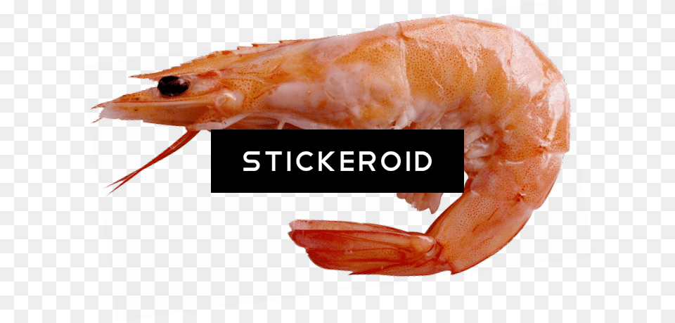 Shrimp Sick Battle Prawn, Animal, Food, Invertebrate, Sea Life Png Image