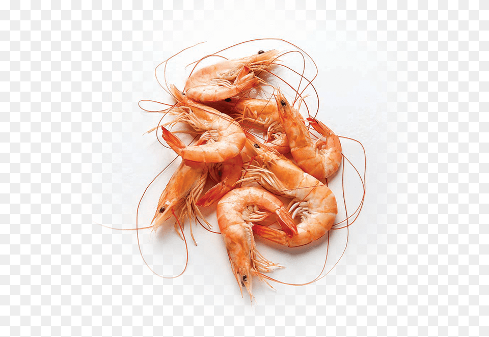 Shrimp Transparent, Animal, Food, Invertebrate, Sea Life Png Image