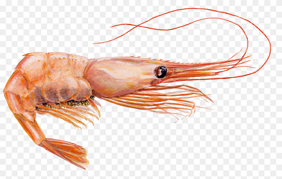 Shrimps, Animal, Food, Invertebrate, Sea Life Free Png Download