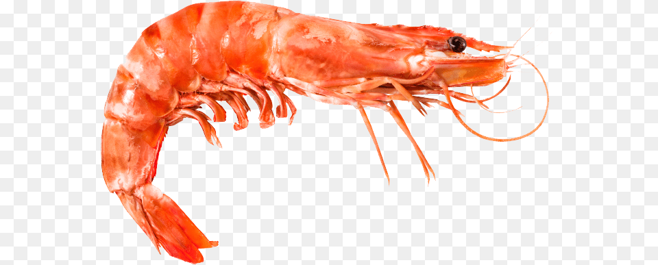 Shrimps, Animal, Food, Invertebrate, Sea Life Free Png