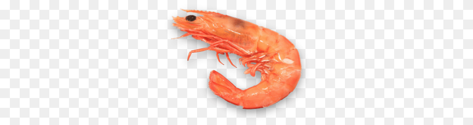 Shrimps, Animal, Food, Invertebrate, Sea Life Png