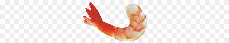 Shrimps, Animal, Food, Invertebrate, Sea Life Free Png