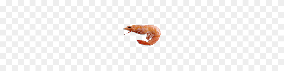 Shrimps, Animal, Food, Invertebrate, Sea Life Png Image