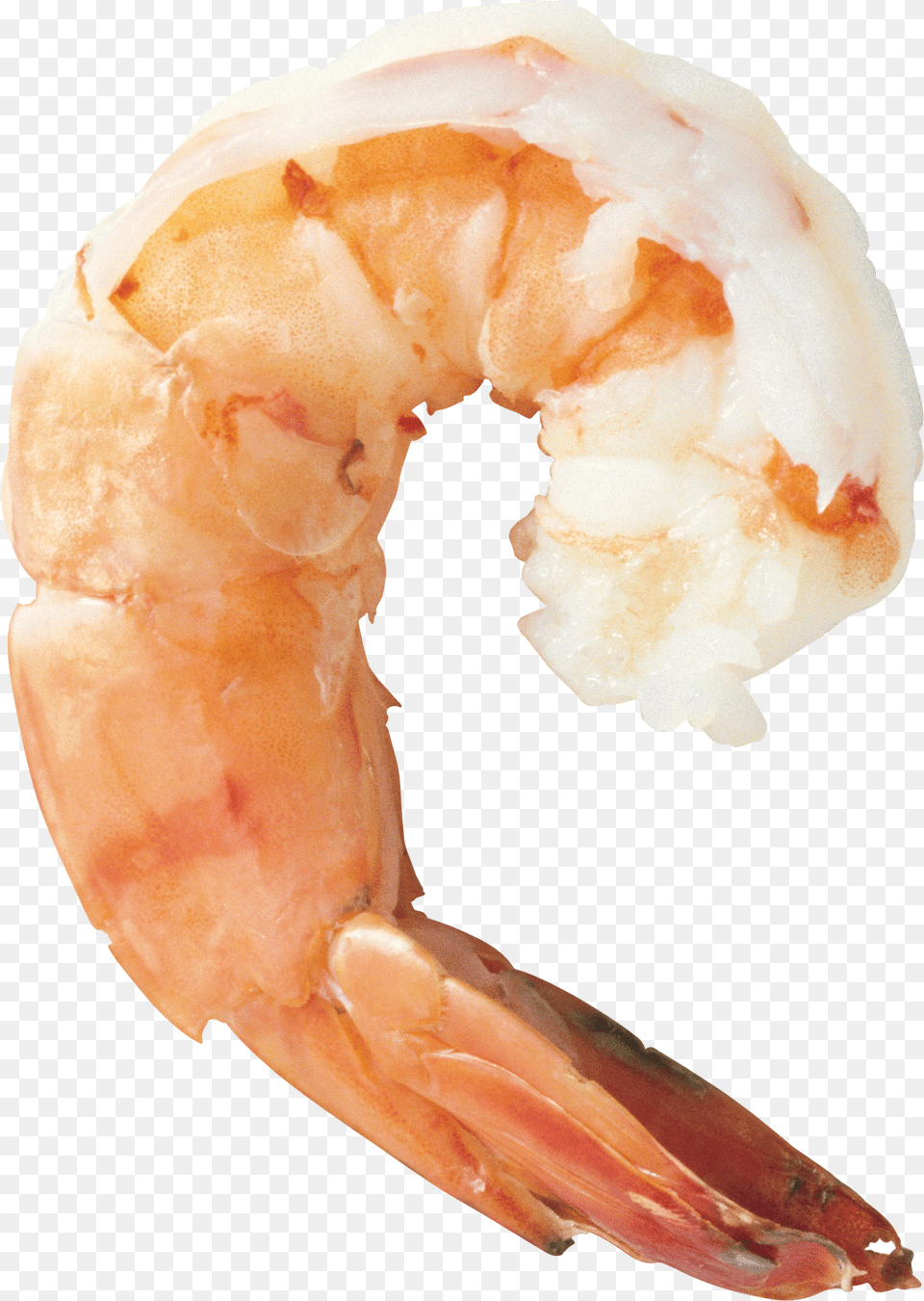 Shrimps Png Image