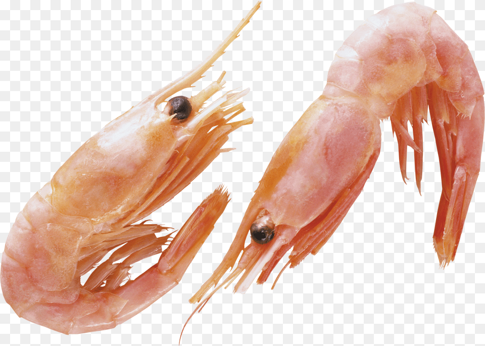 Shrimps Png