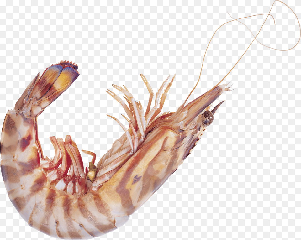 Shrimps, Animal, Food, Invertebrate, Sea Life Png