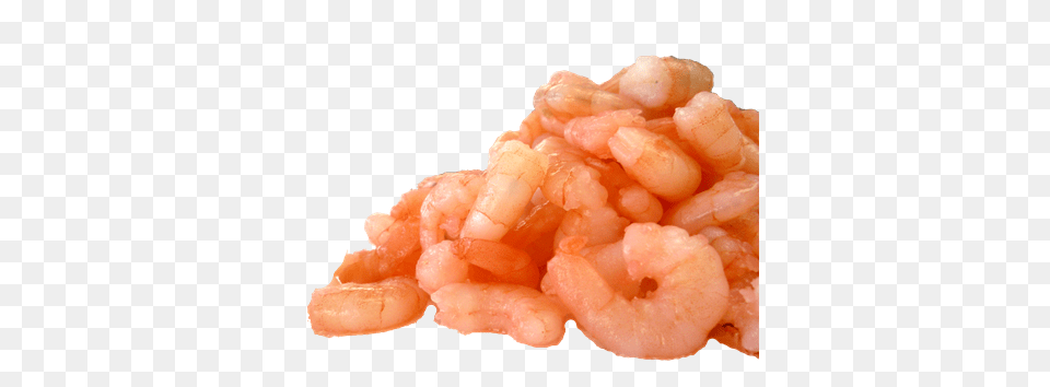 Shrimps, Animal, Food, Invertebrate, Sea Life Free Png