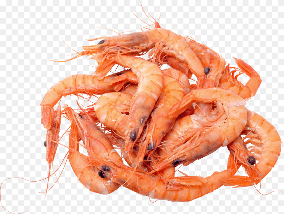 Shrimps Free Transparent Png