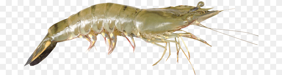 Shrimps, Animal, Food, Invertebrate, Sea Life Free Transparent Png