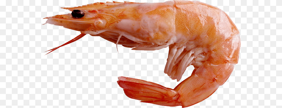 Shrimps, Animal, Food, Invertebrate, Sea Life Free Transparent Png