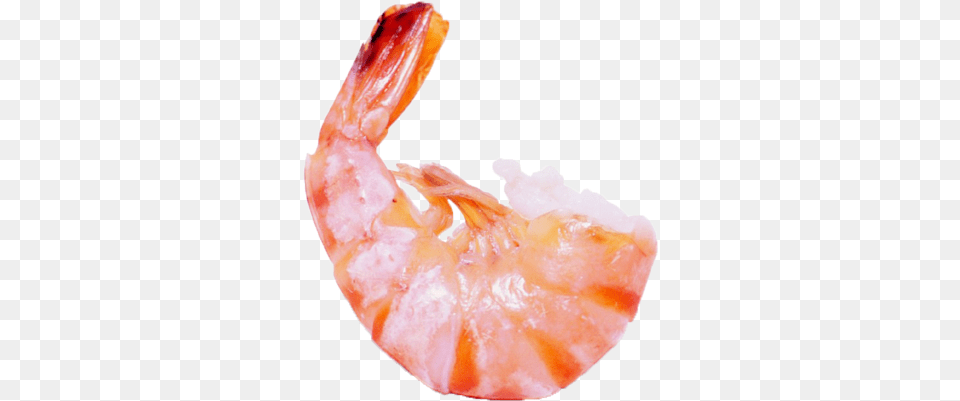 Shrimps Icon Little Shrimp, Animal, Food, Invertebrate, Sea Life Free Transparent Png