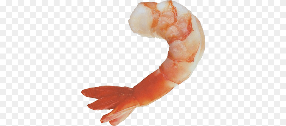 Shrimps Images Clipart Download, Animal, Food, Invertebrate, Sea Life Free Png