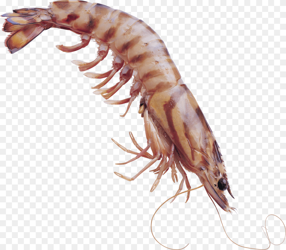 Shrimps Shrimp Png