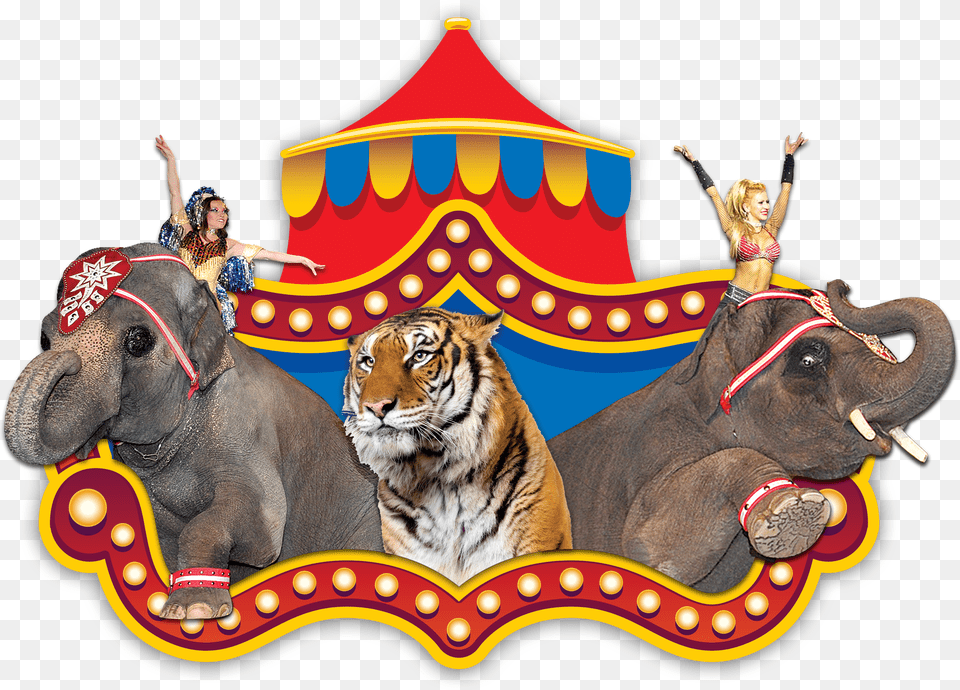 Shrine Circus Tigers And Elephants, Leisure Activities, Wildlife, Tiger, Person Free Png