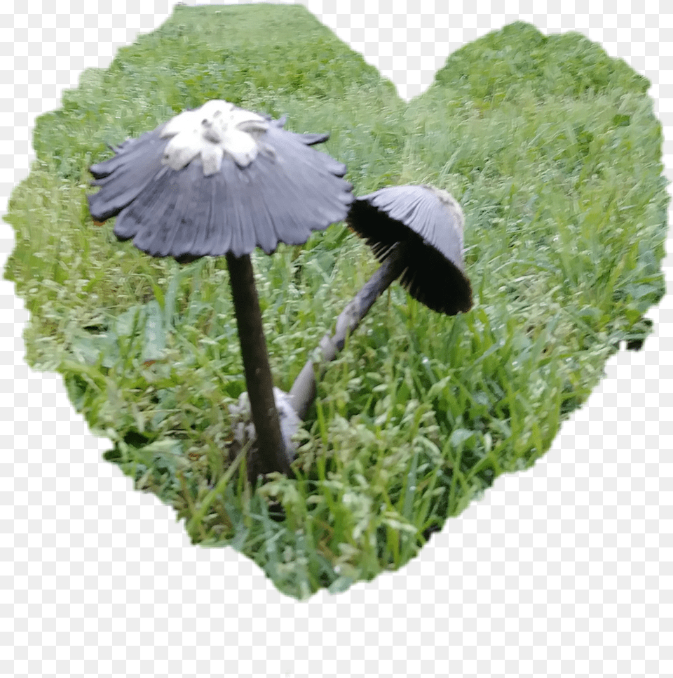 Shrooms Shroominlove Weekendvibes Loveshrooms Mushrooms Grass, Animal, Bird, Agaric, Fungus Png Image