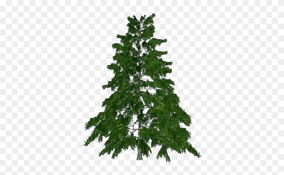 Shroud 5 Cartoon, Conifer, Plant, Tree, Fir Png Image