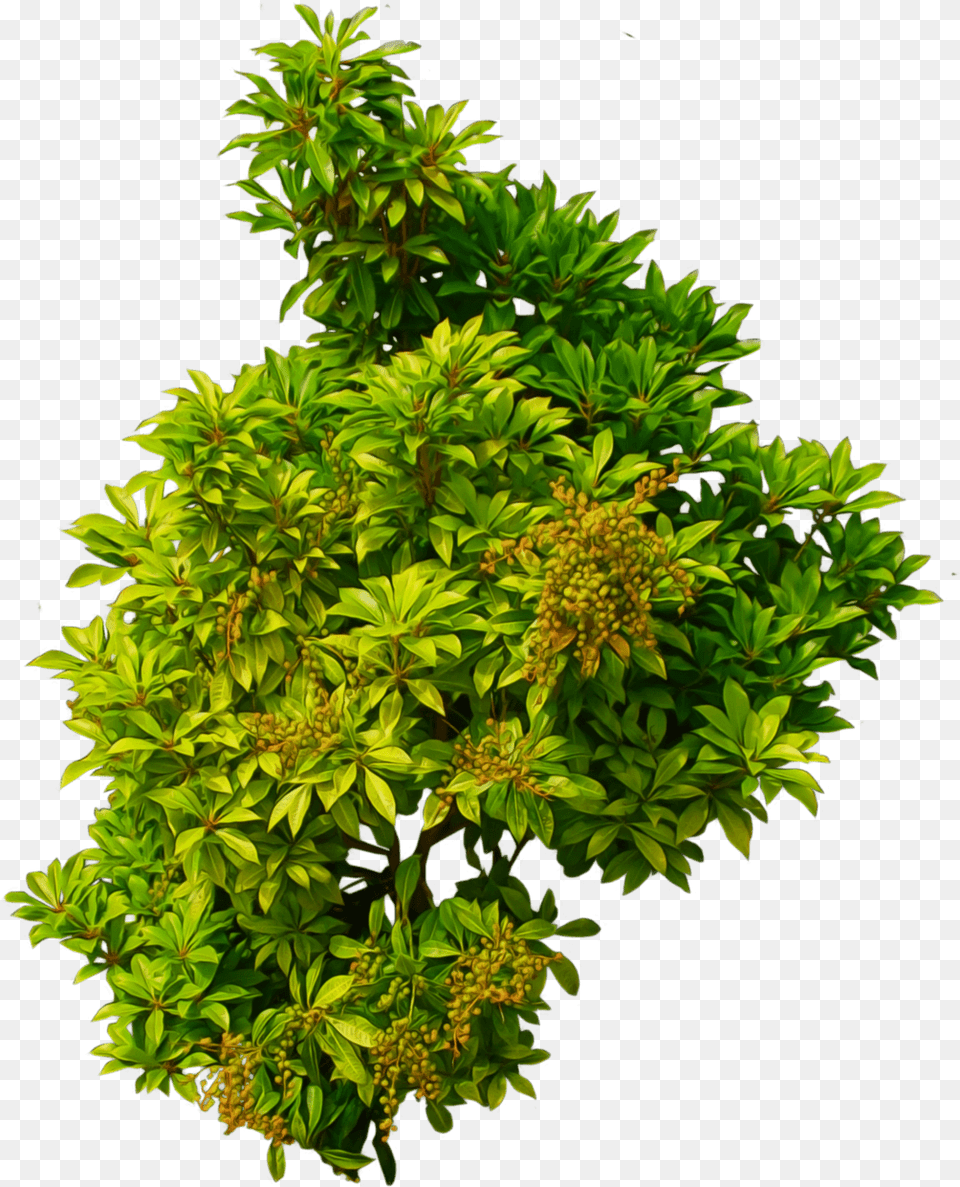 Shrub 01 Bush Top View, Green, Herbs, Leaf, Plant Free Png Download