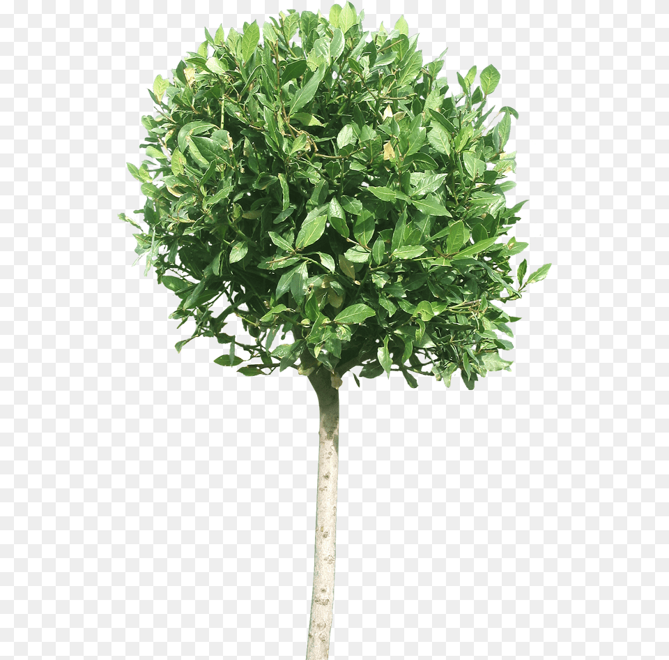 Shrub, Leaf, Plant, Potted Plant, Tree Free Png Download