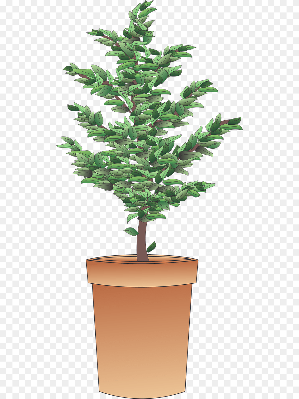 Shrub, Conifer, Plant, Potted Plant, Tree Free Png