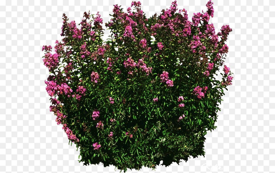 Shrub, Flower, Plant, Vegetation, Lilac Free Png