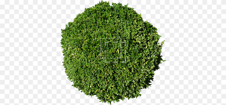 Shrub Archives Moss, Herbs, Plant, Vegetation, Tree Free Transparent Png