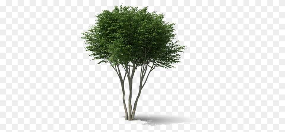 Shrub Background Shrub, Plant, Tree, Maple, Vegetation Free Transparent Png