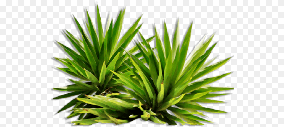 Shrub Bushes Images Plants, Agavaceae, Plant Free Png Download