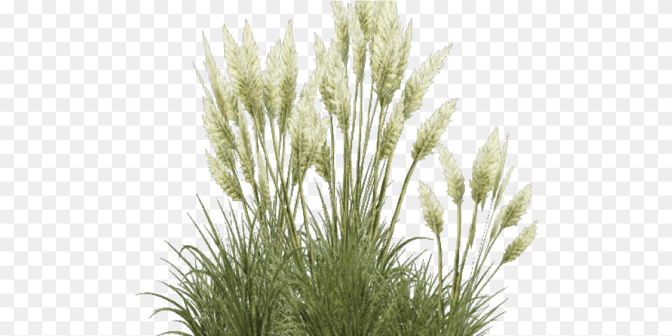 Shrub Clipart Overgrown Grass Transparent Pampas Grass, Plant, Reed, Vegetation Free Png Download