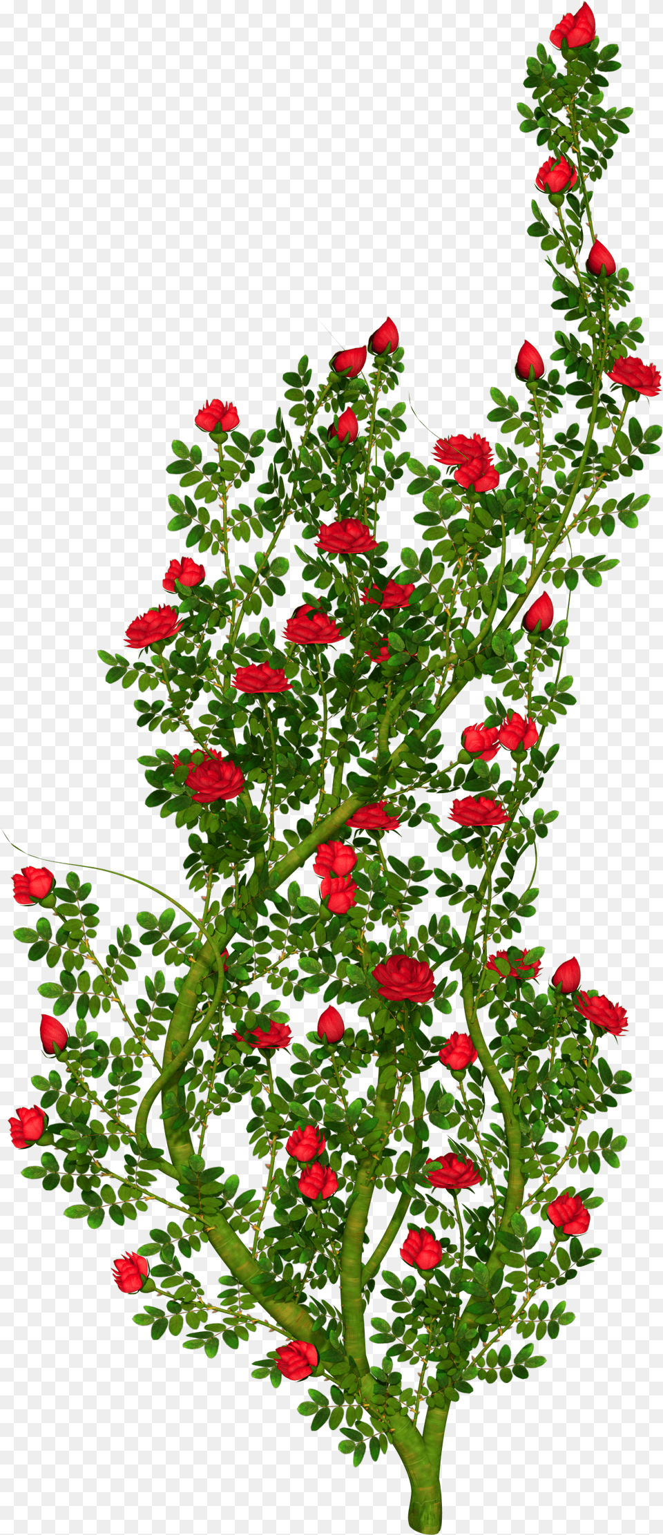 Shrub Clipart Rose Plant Rose Bush Background, Flower, Flower Arrangement, Geranium, Leaf Png