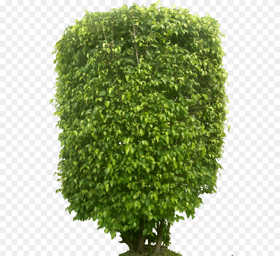 Shrub Clipart Tropical Bush, Leaf, Plant, Potted Plant, Tree Free Png