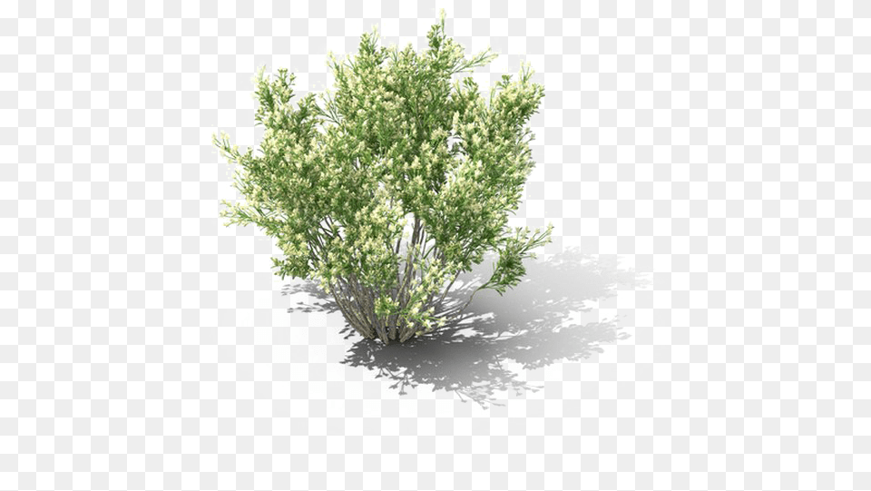 Shrub Download Mexican Pinyon, Flower, Herbal, Herbs, Plant Png