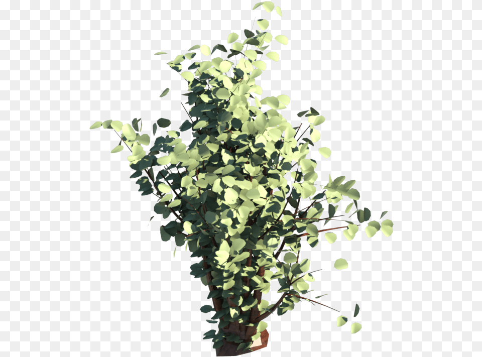 Shrub Download Sageretia Theezans, Plant, Leaf, Vine, Potted Plant Free Png