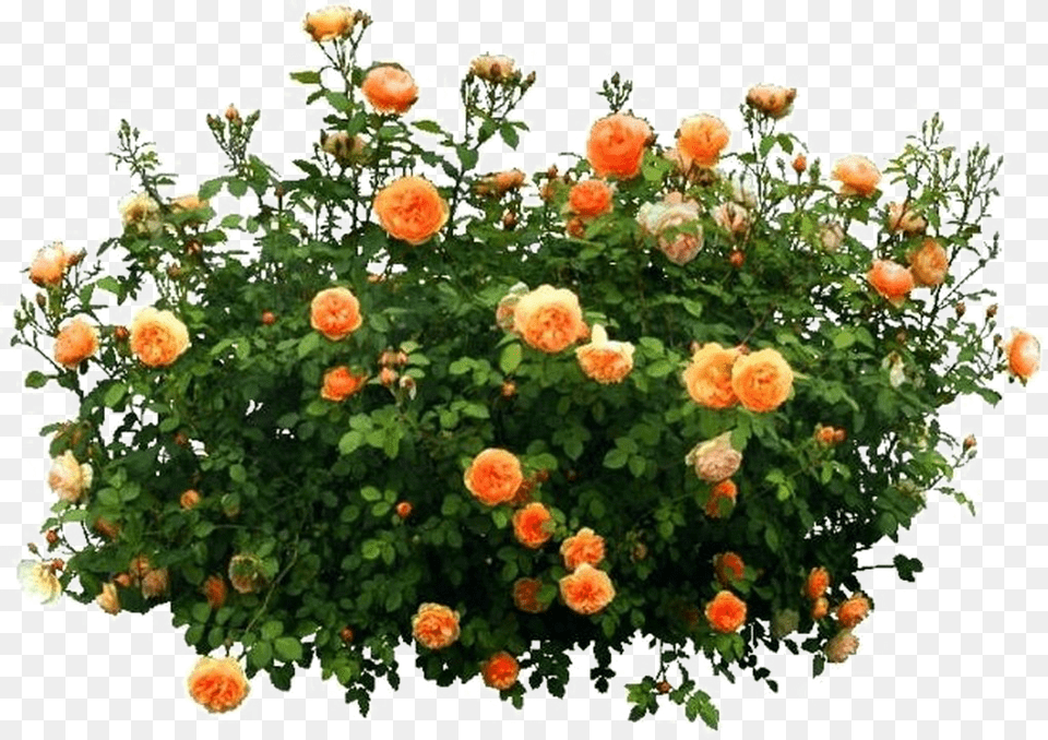 Shrub Download Flower Bush, Plant, Rose, Potted Plant, Pottery Free Transparent Png