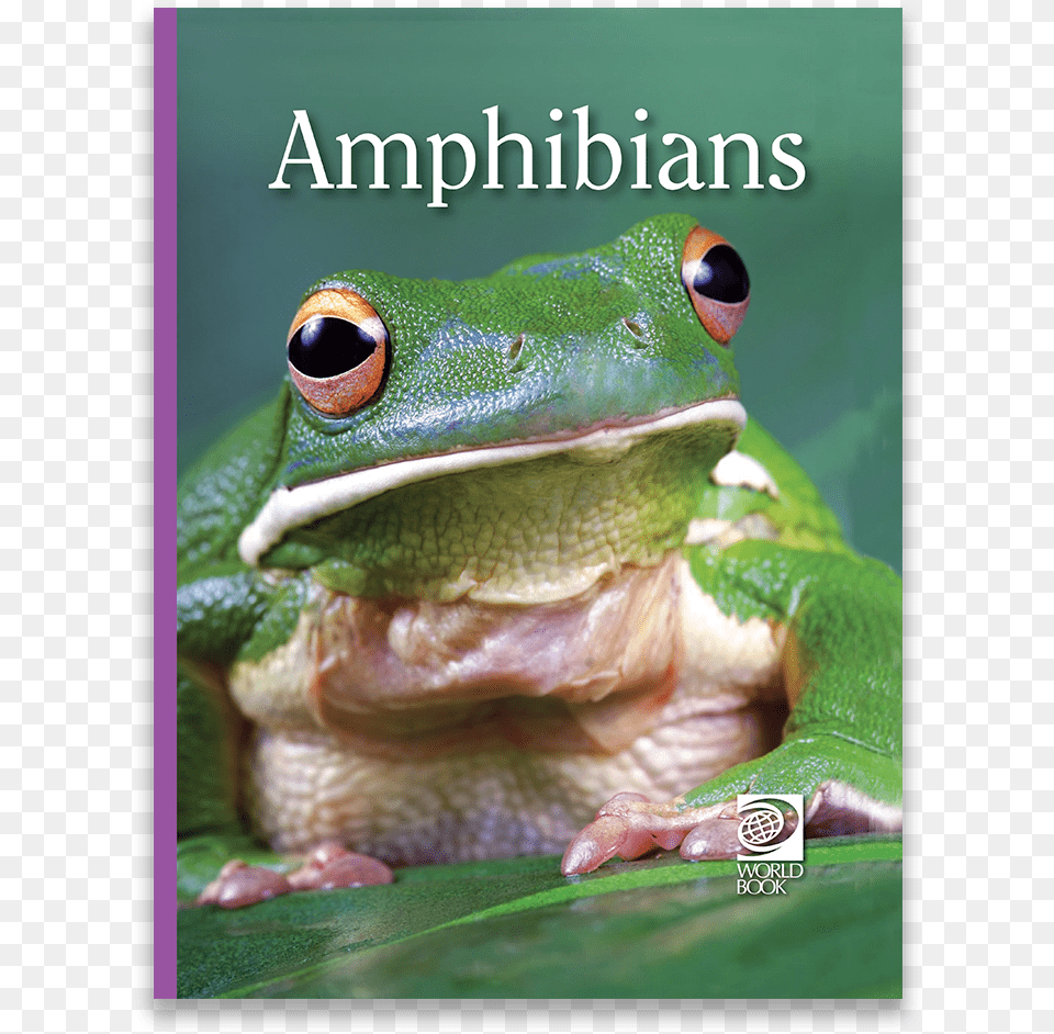 Shrub Frog, Amphibian, Animal, Wildlife, Lizard Png