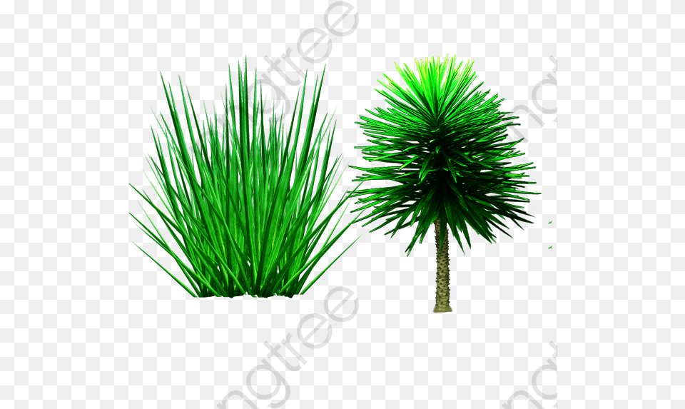 Shrub Palm Trees Plant Grass Transparent Pond Pine, Palm Tree, Tree, Green, Vegetation Png Image