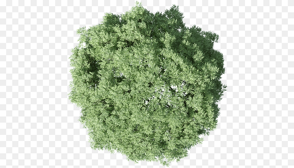 Shrub Photoshop Tree Plan, Plant, Moss, Vegetation, Oak Free Transparent Png