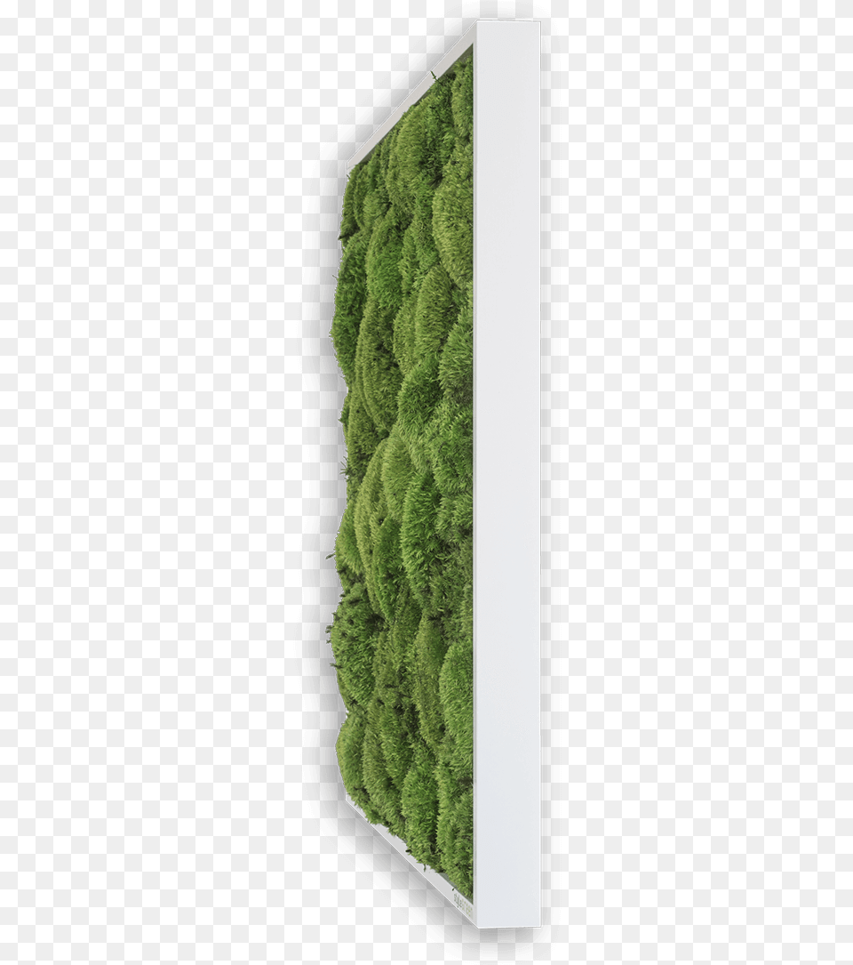 Shrub Plan, Moss, Plant, Fence, Hedge Png