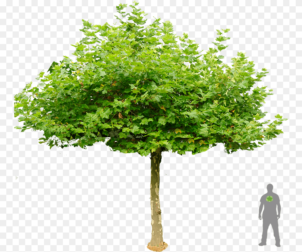 Shrub Silhouette, Maple, Oak, Plant, Sycamore Png