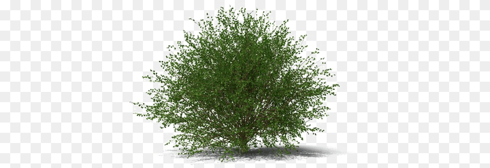 Shrub Transparent Image Transparent Background Shrub, Herbal, Herbs, Plant, Tree Free Png Download