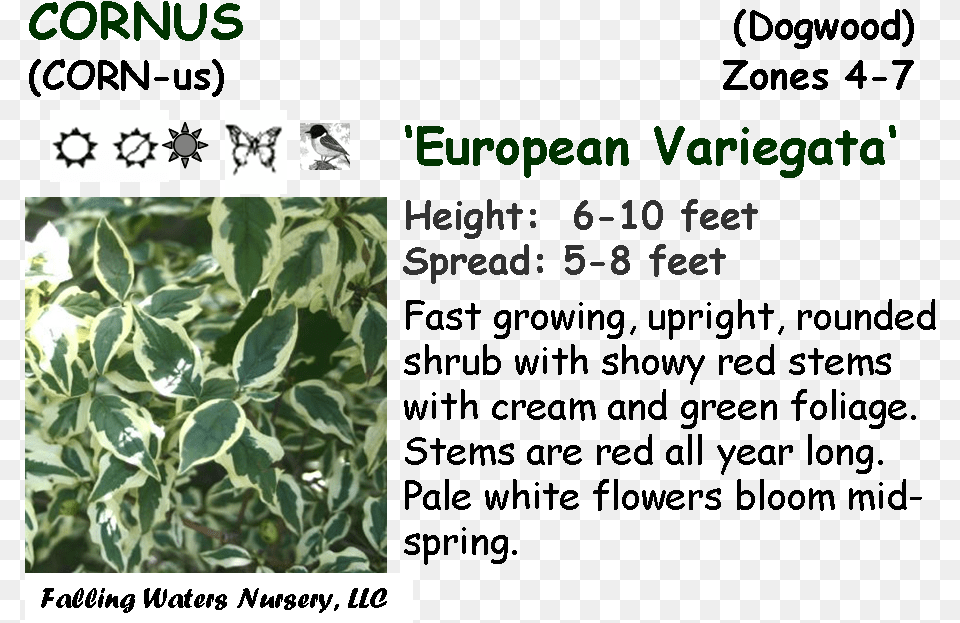 Shrubbery Number, Leaf, Plant, Herbal, Herbs Free Png