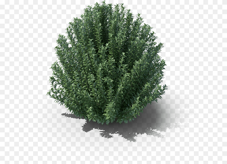 Shrubs, Conifer, Vegetation, Tree, Plant Png Image