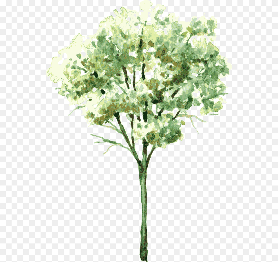 Shrubs Banner Transparent Watercolor Painting Tree Watercolor Vegetation, Plant, Oak, Sycamore, Flower Png