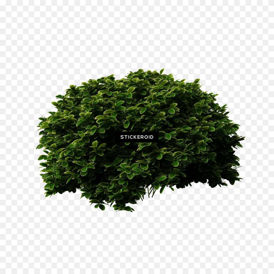 Shrubs Bush Shrub, Green, Herbal, Herbs, Leaf Free Transparent Png