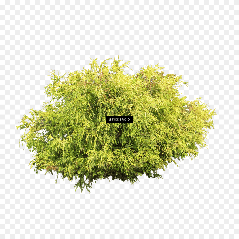 Shrubs Bush Wild Shrub White Background, Grille, Mailbox, Logo Png Image