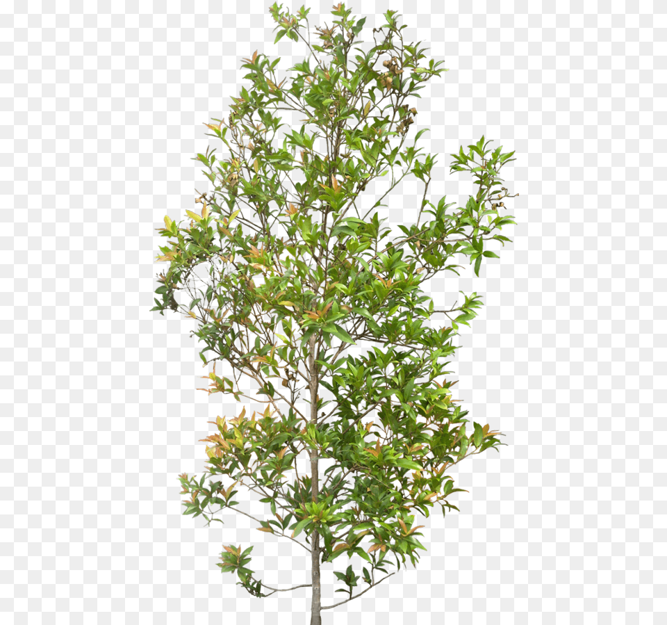 Shrubs Cut Out For Photoshop Shrubs, Leaf, Plant, Potted Plant, Tree Free Png Download